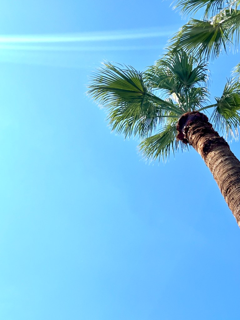 Two palm trees, seen from below against a sky so bright it hurts to look up at