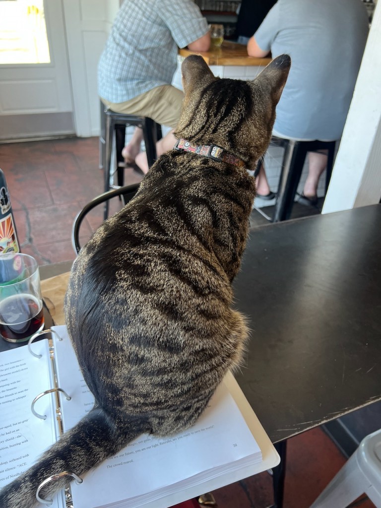Gravy the brewery cat sitting on a draft of the book