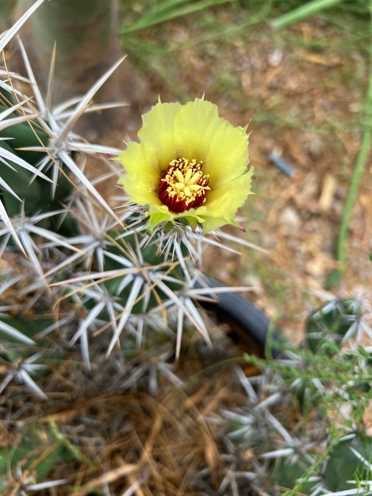 Cholla cactus that looks impressively spiky but is topped by a dainty, crushable flower
