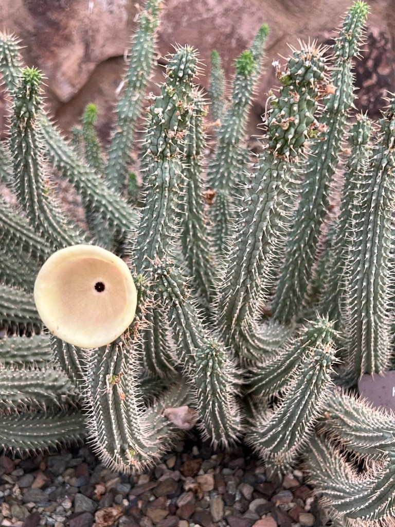 Short, multi-armed cactus with one smooth cream colored bloom like a tiny, shapeless hat